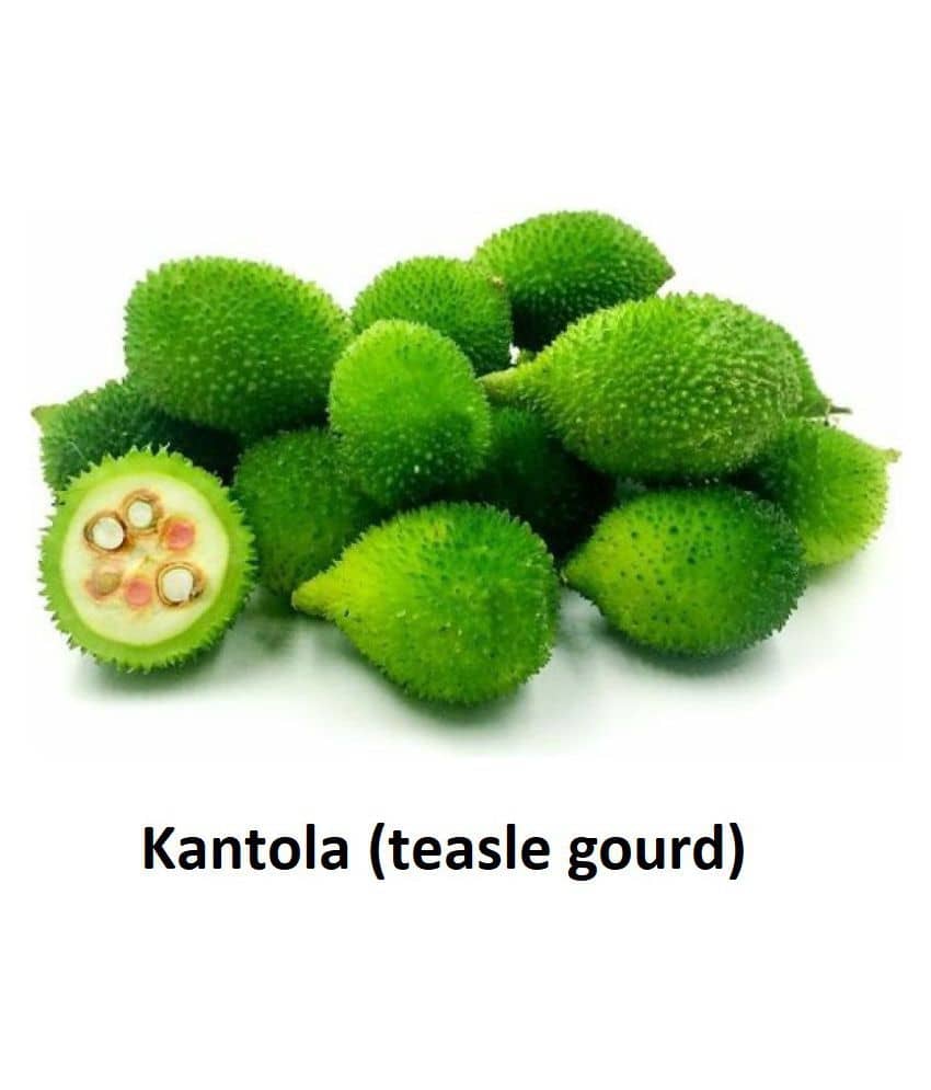 Kantola (teasle gourd) | Pack of 20 Seeds