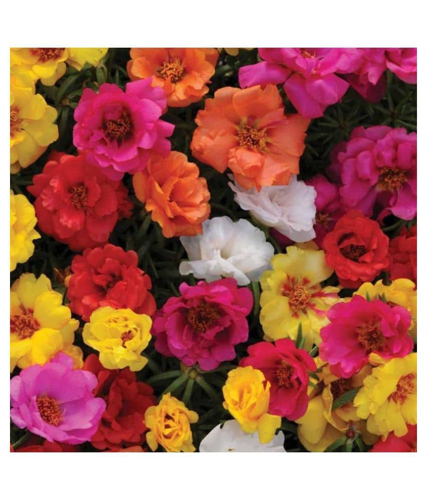 Portulaca mixed flower seeds( 25+ seeds)