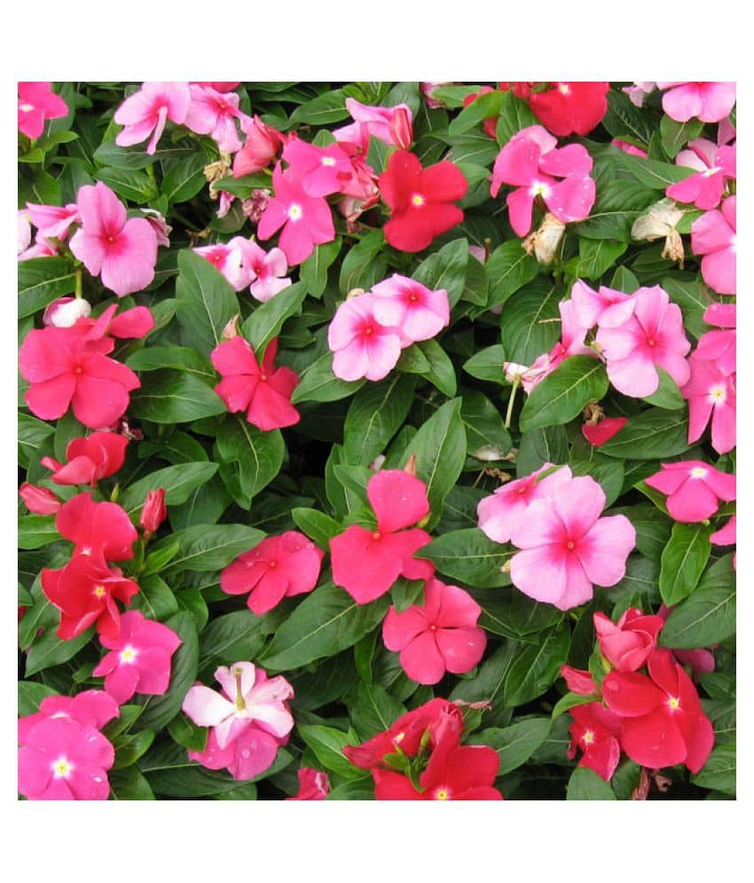 Vinca Mixed Hybrid Flower Seeds ( 25+ seeds)
