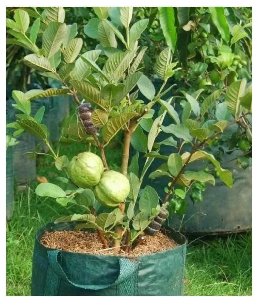     			African Giant Guava Seeds 100 seeds