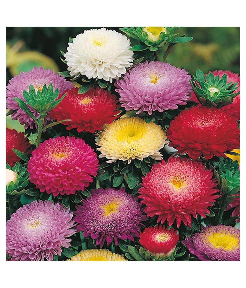 Aster Mix Flower Best Quality Seeds - Pack of 20 seeds