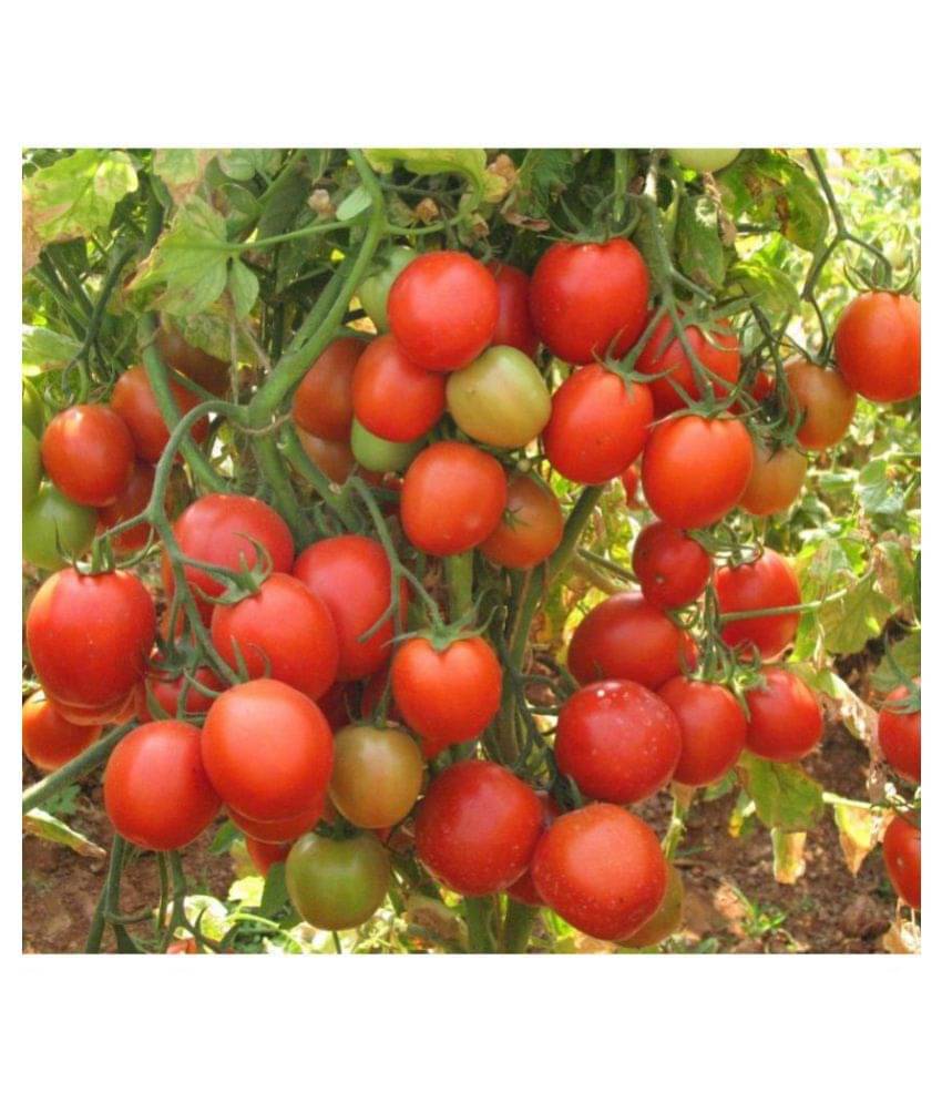     			BS SEEDS Tomato F1 Hybrid "Arka Rakshak"50 Seeds