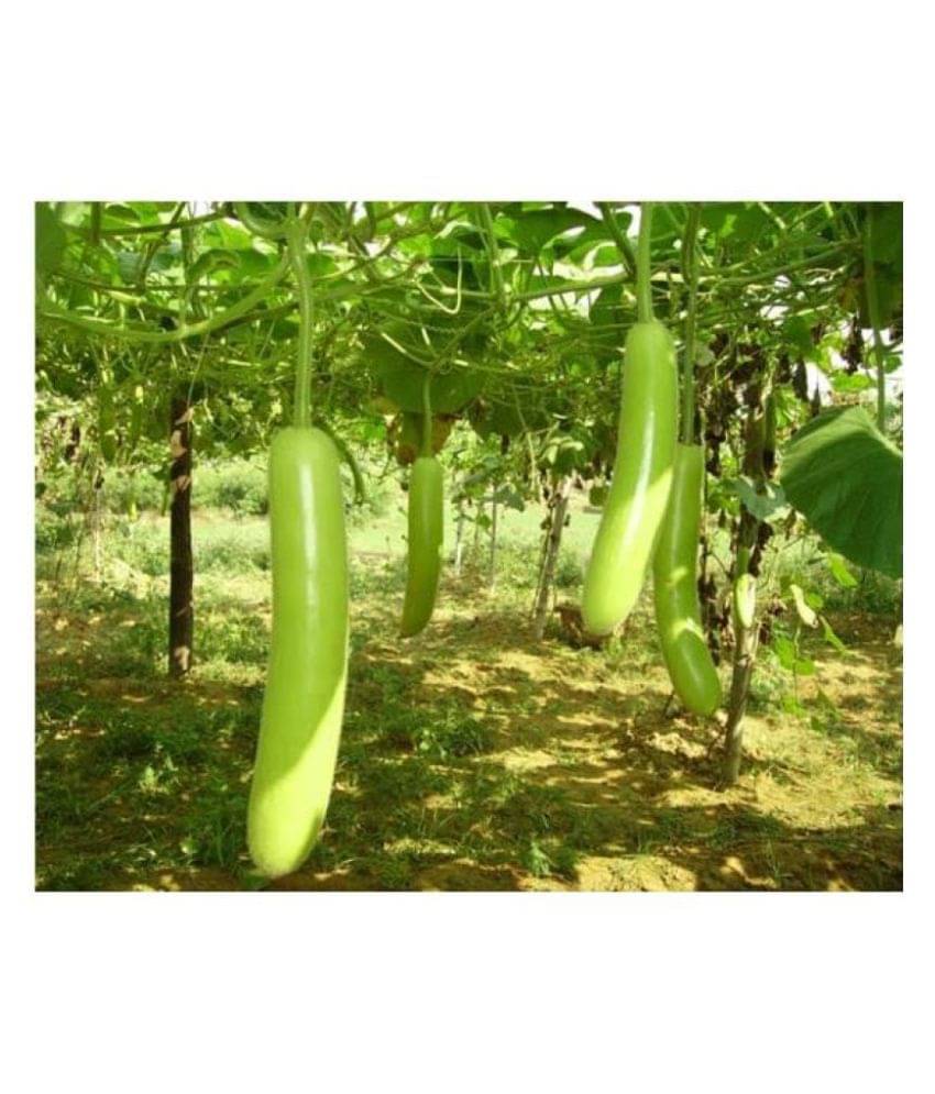 Bottle Gourd (Lattu Ghiya - Dhari Loki - 10 seed + Instruction Manual Bottle Gourd (Lattu Ghiya - Dhari Loki - 10 seed + Instruction Manual