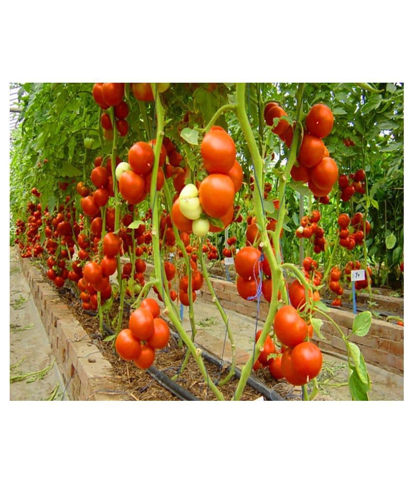 Hybrid Indian Climbing Tomato 50 Seeds Pack