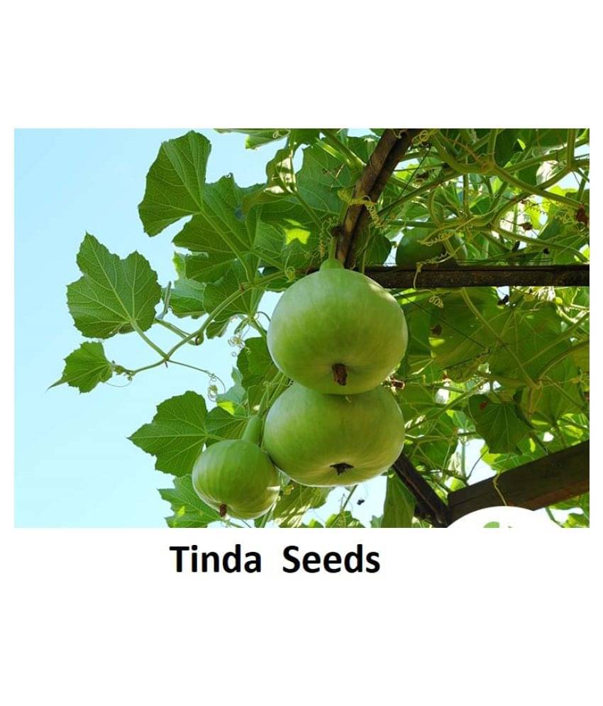 Indica Tinda Agri PNB-1 Hybrid ( 40 Seeds ) Indica Tinda Agri PNB-1 Hybrid ( 40 Seeds )