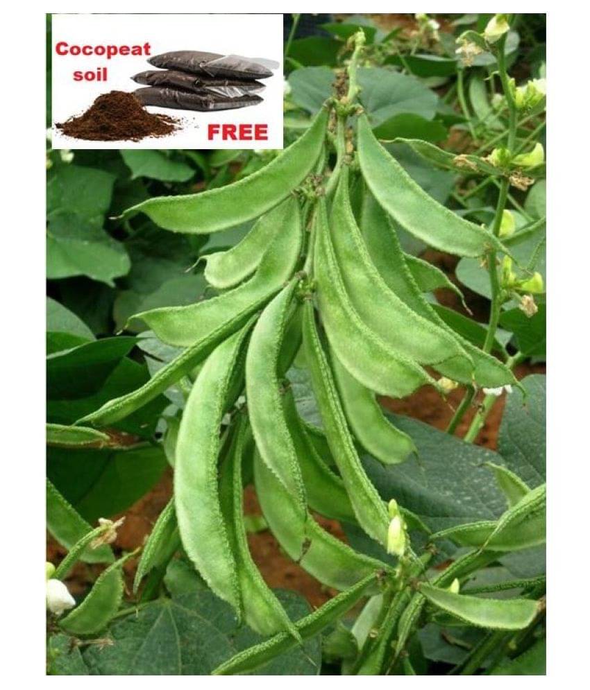     			Lablab Seeds F1 Hybrid Creeper Seeds Beans ( 30 seeds )