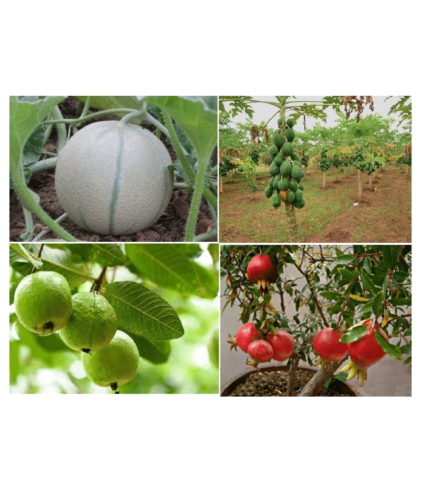     			combo of 4 guava muskmelon pomegranate papaya 50 seeds each 200+seeds