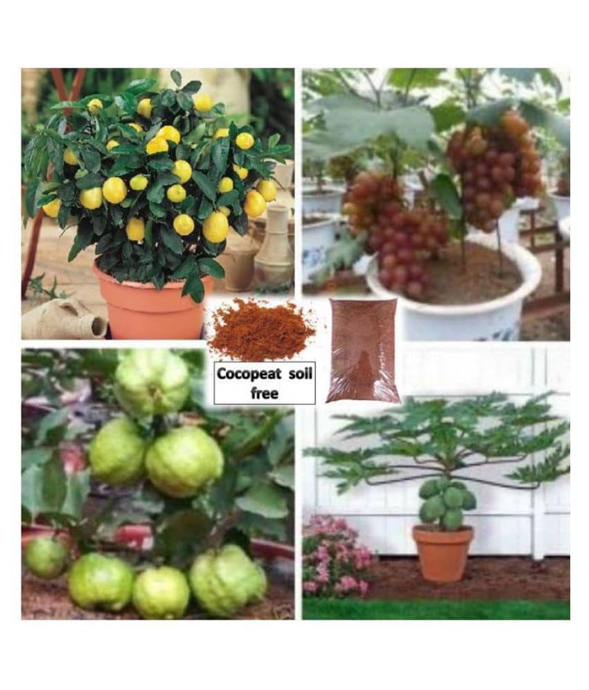 pack of 4 fruit seeds (GUAVA GRAPES PAPAYA LEMON ) 5 - 5 SEEDS OF EACH ONE FRUIT WITH MANUAL + cocopeat soil free