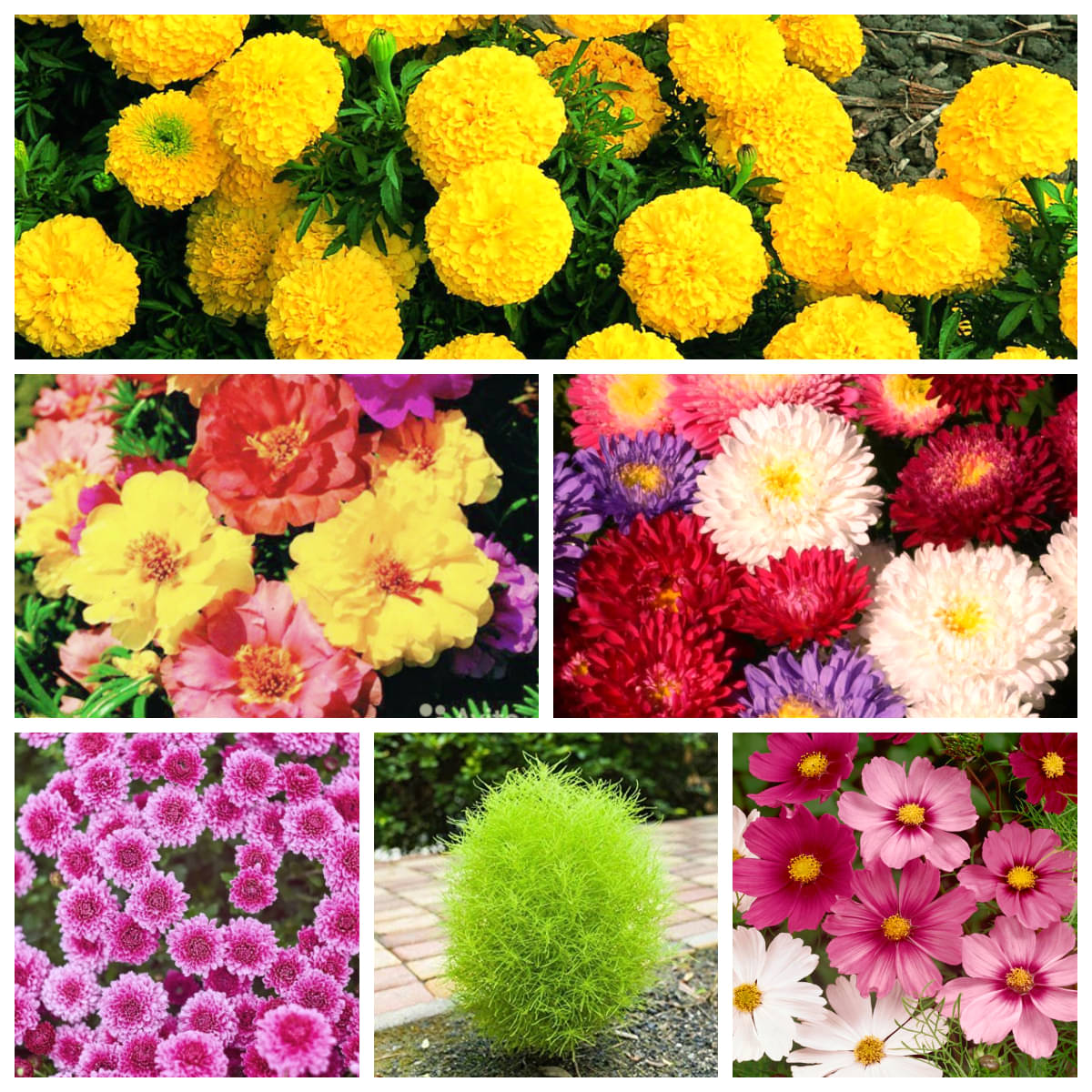     			Flower Seeds, Multicolour, Standard, Pack of 60 seed