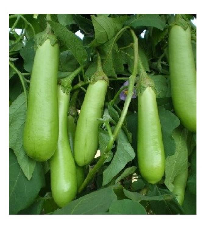     			BRINJAL GREEN LONG BAINGAN 50 HIGH GERMINATION SEEDS FOR YOUR GARDEN WITH USER MANUAL