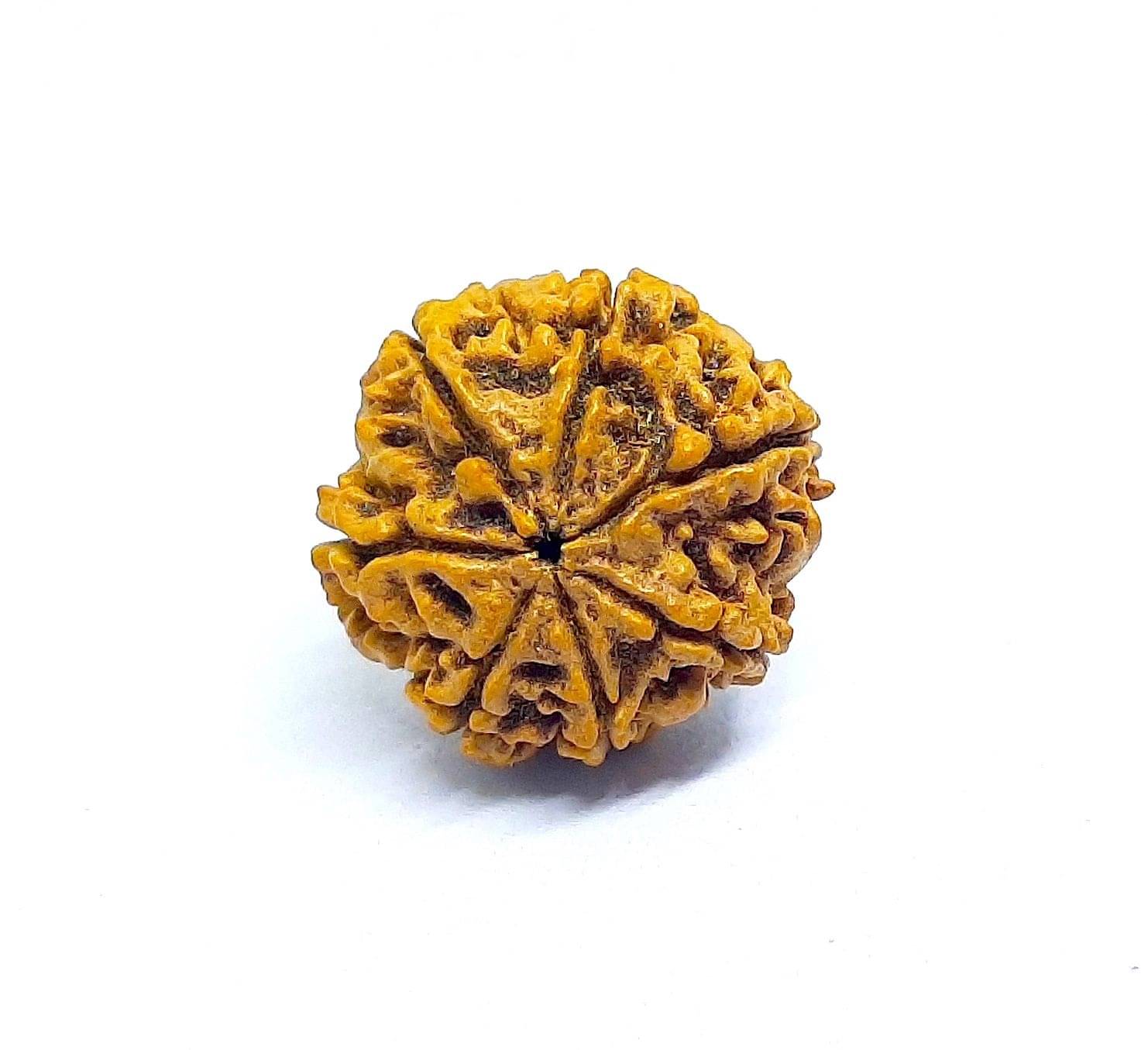     			rudradivine Rudraksha Pack of 1
