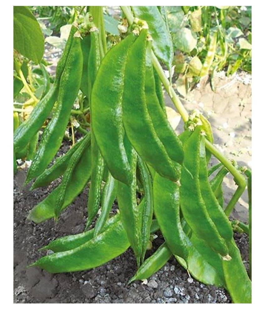 Lablab Dolichos Bean Seeds Surti Papadi " Arka Amogh " High Yield Variety 30 Seeds Lablab Dolichos Bean Seeds Surti Papadi " Arka Amogh " High Yield Variety 30 Seeds