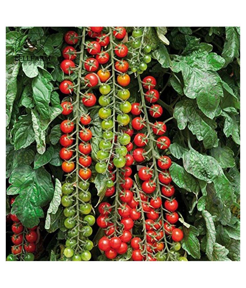 Recron Seeds Red Cherry Tomato Vegetable Seeds Pack Of 50 Seeds Recron Seeds Red Cherry Tomato Vegetable Seeds Pack Of 50 Seeds
