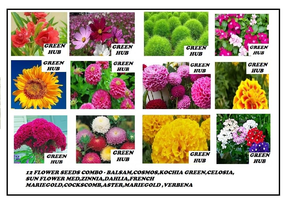 12 FLOWER SEEDS COMBO PACK APPROX 180 SEEDS 10-10 SEEDS OF EACH ONE WITH FREE COCO PEAT AND MANUAL 12 FLOWER SEEDS COMBO PACK APPROX 180 SEEDS 10-10 SEEDS OF EACH ONE WITH FREE COCO PEAT AND MANUAL