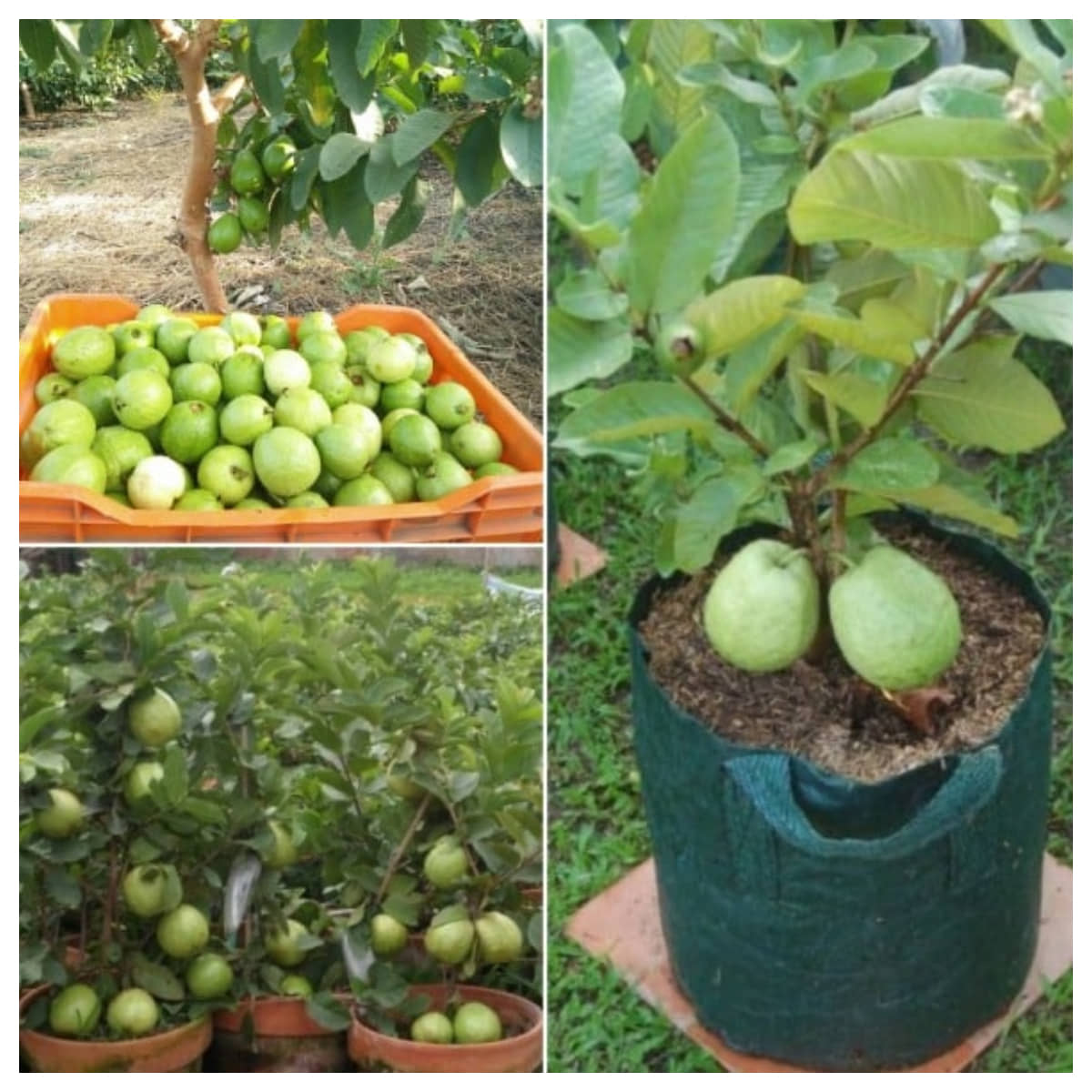 Thailand Guava Seeds 100 - Thai Guava Fruit Plant Seeds with growing cocopeat