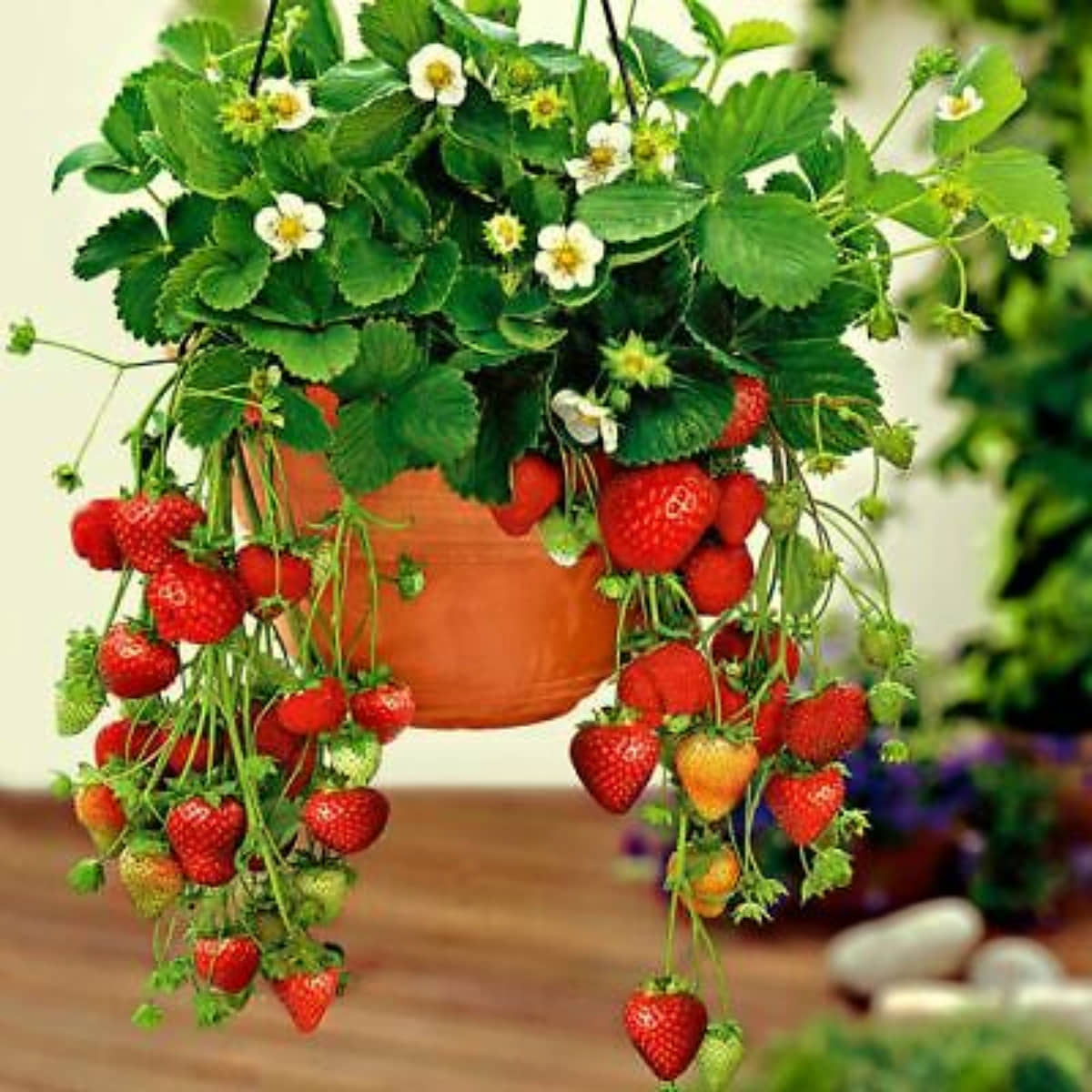 Alpine Strawberries seed - Pack of 20 Seeds
