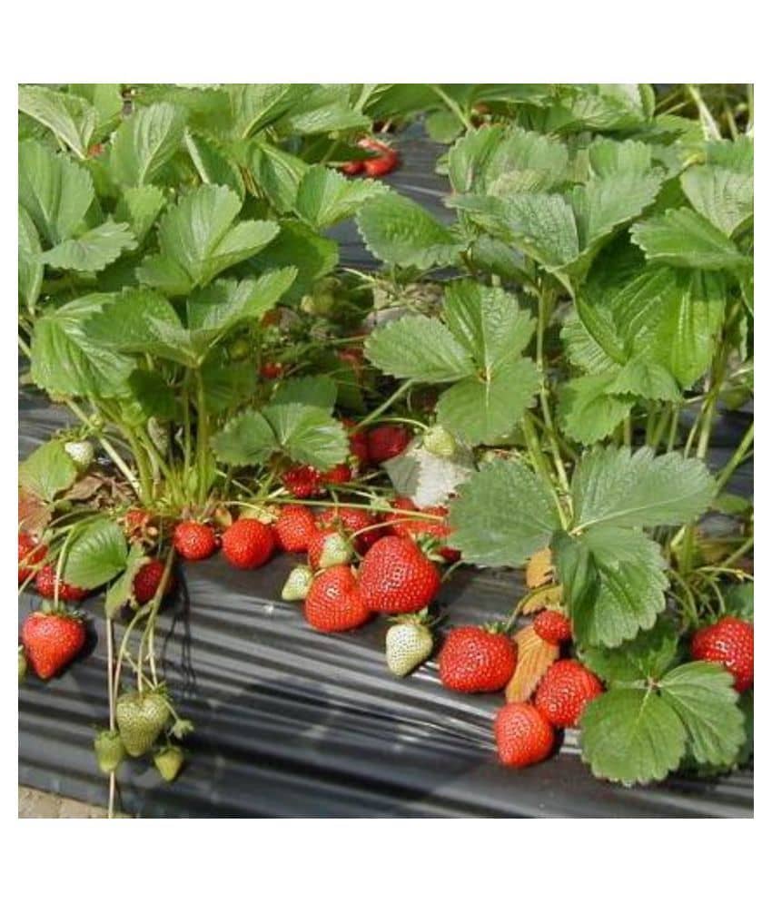 Gardens Giant Strawberry Rubygem Dense - Fruit 20 Seeds
