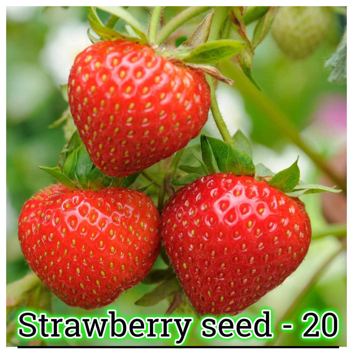     			Gardens Giant Strawberry Rubygem Dense, Upright, Everbearing Extra Large Fruit 20 Seeds