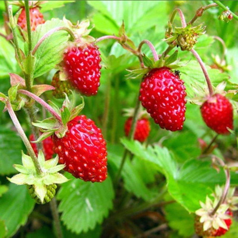 Strawberry Alpine Fragaria Variety seed ( 20 Seeds) Strawberry Alpine Fragaria Variety seed ( 20 Seeds)