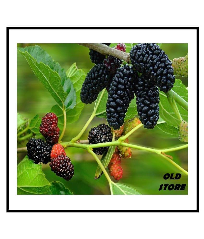 OLD STORE SAHTOOT BERRY FRUIT 100 SEEDS WITH FREE COCOPEAT COMBO PACK FOR GARDENING PURPOSE WITH USER MANUAL OLD STORE SAHTOOT BERRY FRUIT 100 SEEDS WITH FREE COCOPEAT COMBO PACK FOR GARDENING PURPOSE WITH USER MANUAL