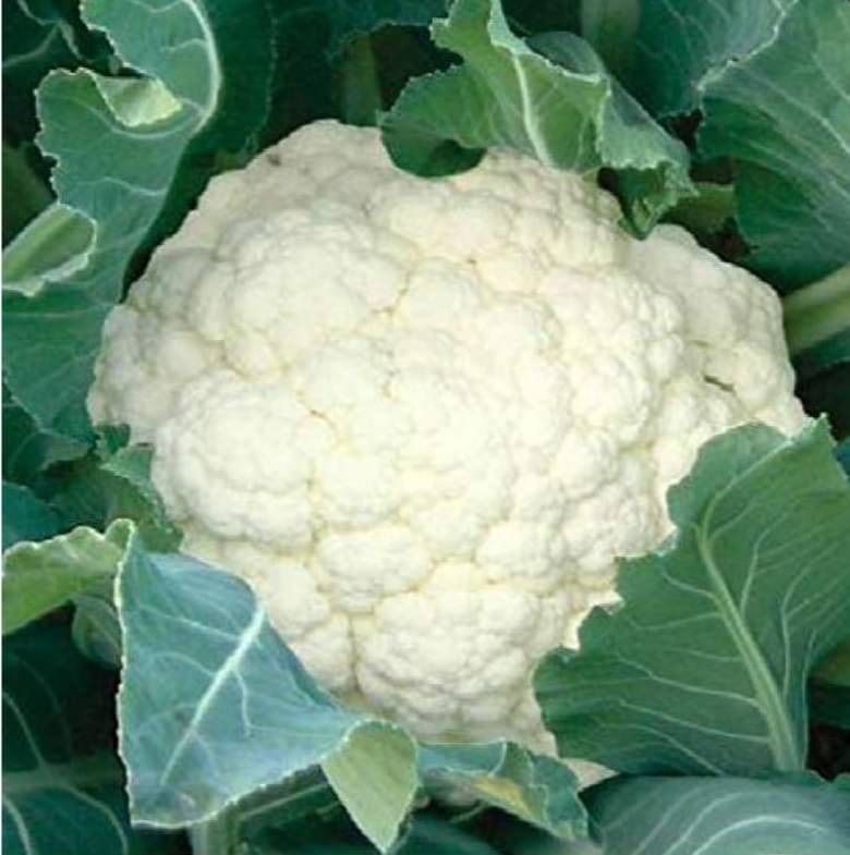 Cauliflower F1 Hybrid - Vegetable Seeds 100 (Nod) Cauliflower F1 Hybrid - Vegetable Seeds 100 (Nod)