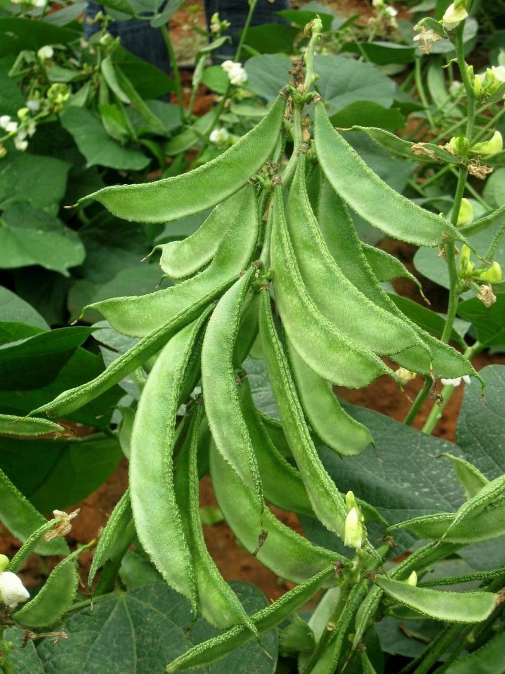     			Dolichos Improved Sem Phali, Lima Beans - Vegetable 30 Seeds
