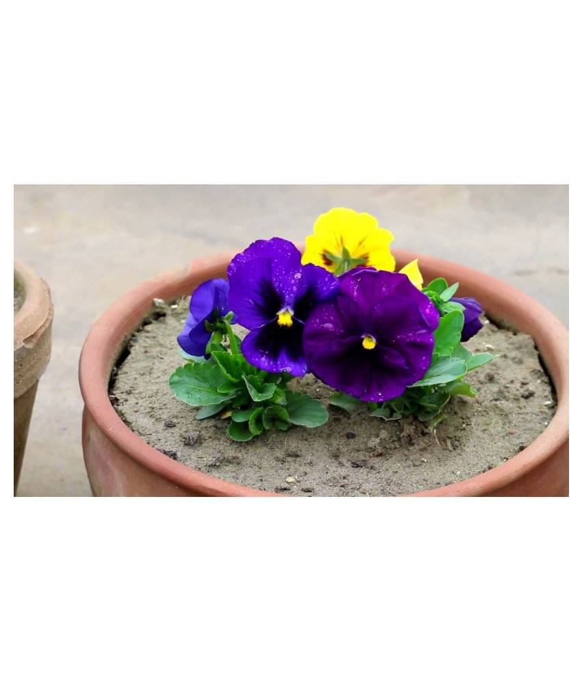     			Asia Pansy Medium Mixed Premium Flower Hybrid Seeds… Seed  (50 per packet)
