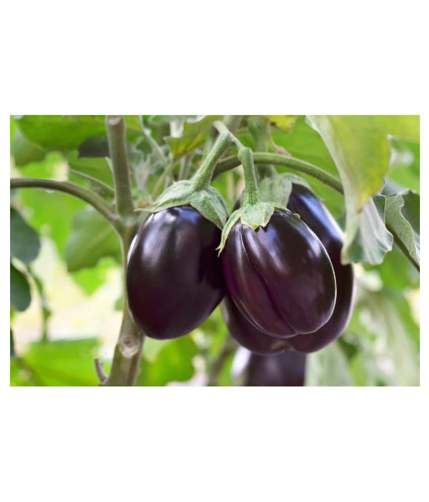 Brinjal Purple long Organic Vegetable Seeds ( 50 seeds)