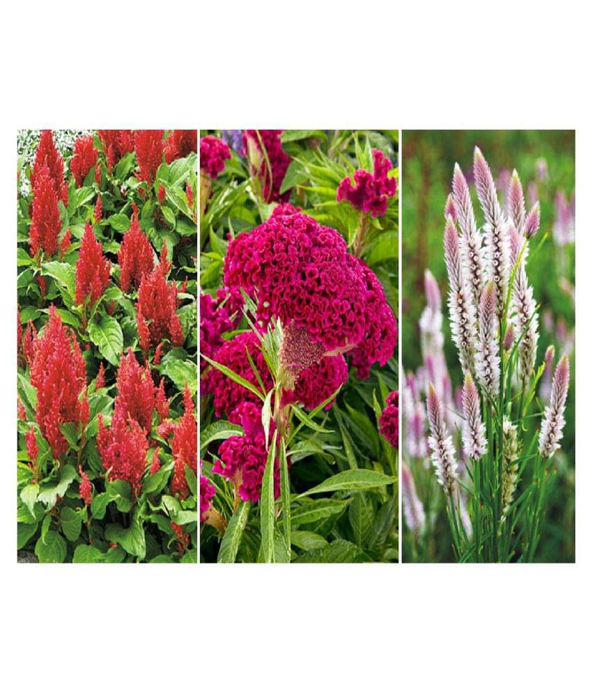 COLOR MIX CELOSIA FLOWER 100 SEEDS PACK MORE THAN 5 COLORS PLANT SEEDS WITH MANUAL     			COLOR MIX CELOSIA FLOWER 100 SEEDS PACK MORE THAN 5 COLORS PLANT SEEDS WITH MANUAL