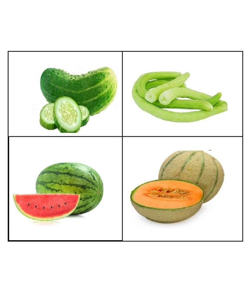 CUCUMBER , KAKRI , MUSKMELON , WATERMELON SEEDS COMBO 10-10 SEEDS OF EACH 1 TOTAL 40 SEEDS PACK WITH MANUAL CUCUMBER , KAKRI , MUSKMELON , WATERMELON SEEDS COMBO 10-10 SEEDS OF EACH 1 TOTAL 40 SEEDS PACK WITH MANUAL