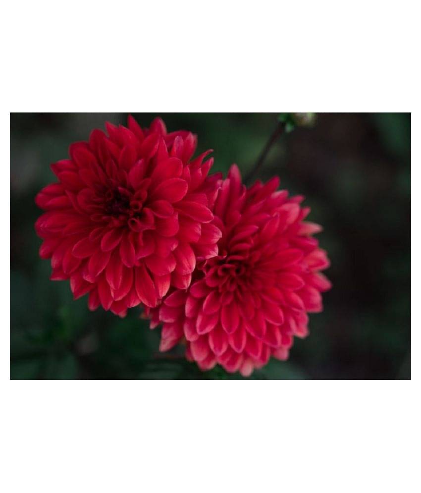     			Chrysanthemum Kitchen Garden Seeds - Garden Flower 50 Seeds Pack with cocopeat 100gm