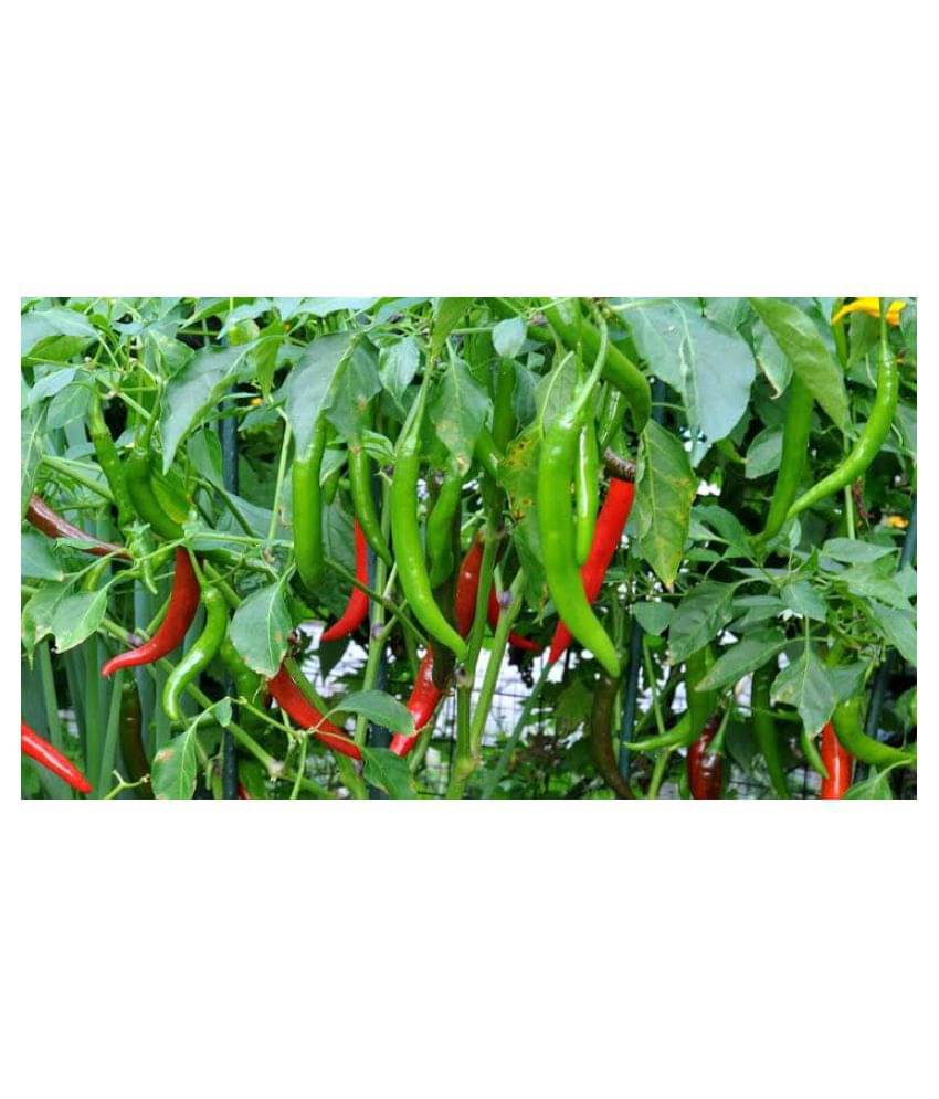Gardening Green Chilli Long Seeds Pack Seed(1 per packet - 50 seed )     			Gardening Green Chilli Long Seeds Pack Seed(1 per packet - 50 seed )