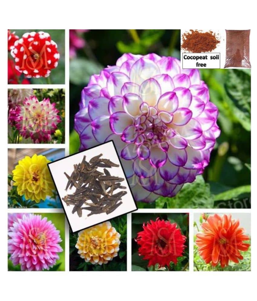 Dahlia Flowered Deep Rose Flower - 20 Seeds with + cocopeat soil free