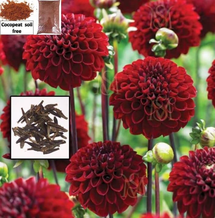 Dalhia flower Mixed Color seed - 30 Seeds + cocopeat soil free