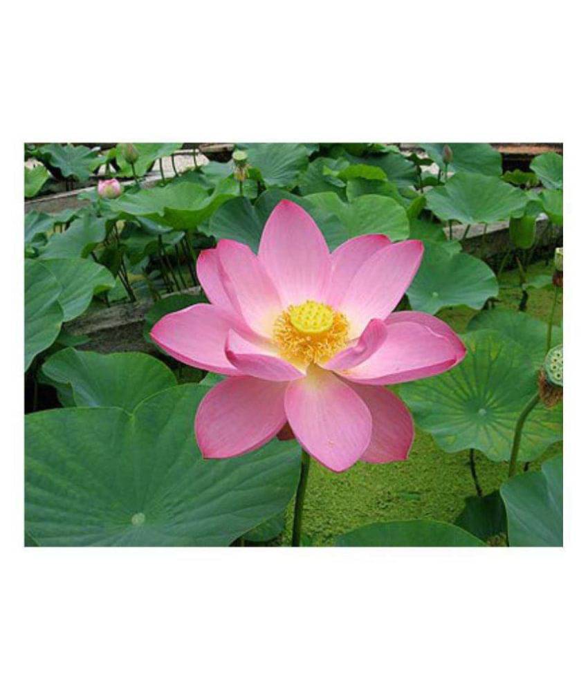     			Germination Purpose Natural Lotus Seeds - 25 Seeds
