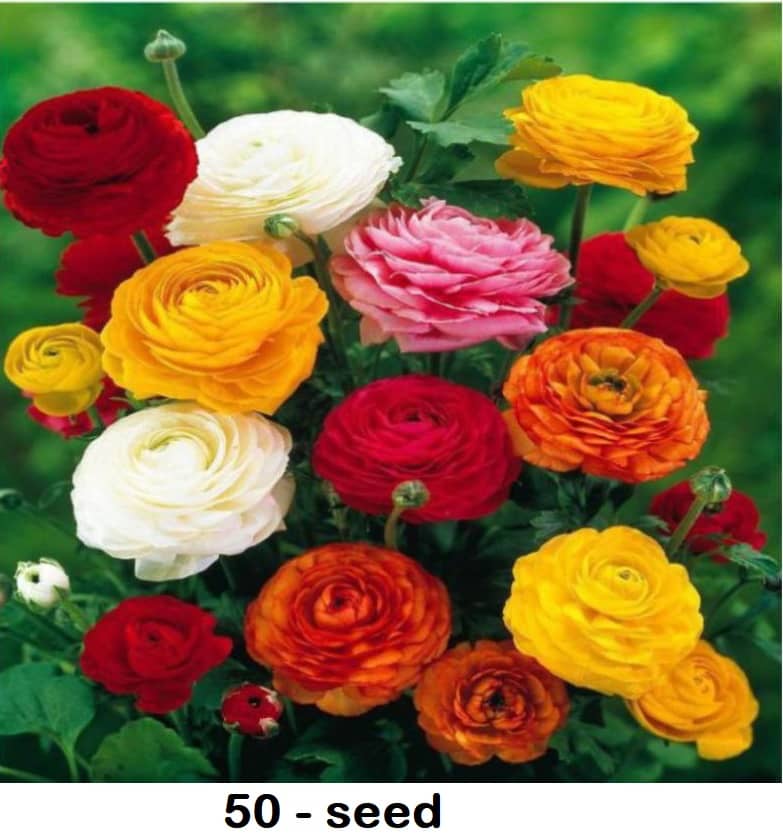 Ranunculus asiaticus Flower Seeds | Pack of 50 Seeds
