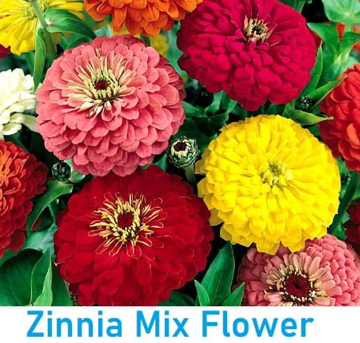 Zinnia Double Mix Flower Seeds (Multicolour, Pack of 25 )