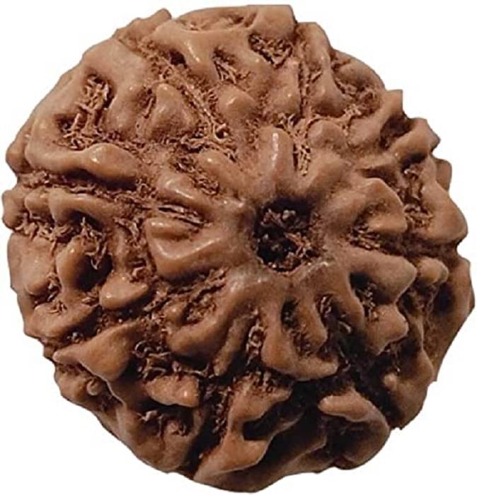     			ASTRODIDI 8 Mukhi Rudraksha Eight Face Rudraksh (Small Size) Java Indonesian Bead