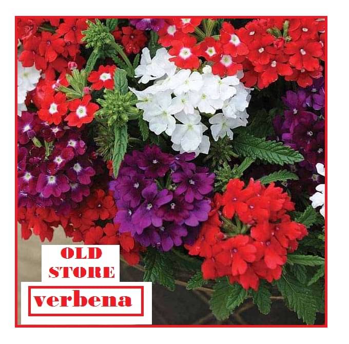 VERBENA FLOWER MIX VARIETY 30 SEEDS WITH FREE COCOPEAT COMBO PACK WITH USER MANAUL FOR HOME GARDENING USE VERBENA FLOWER MIX VARIETY 30 SEEDS WITH FREE COCOPEAT COMBO PACK WITH USER MANAUL FOR HOME GARDENING USE