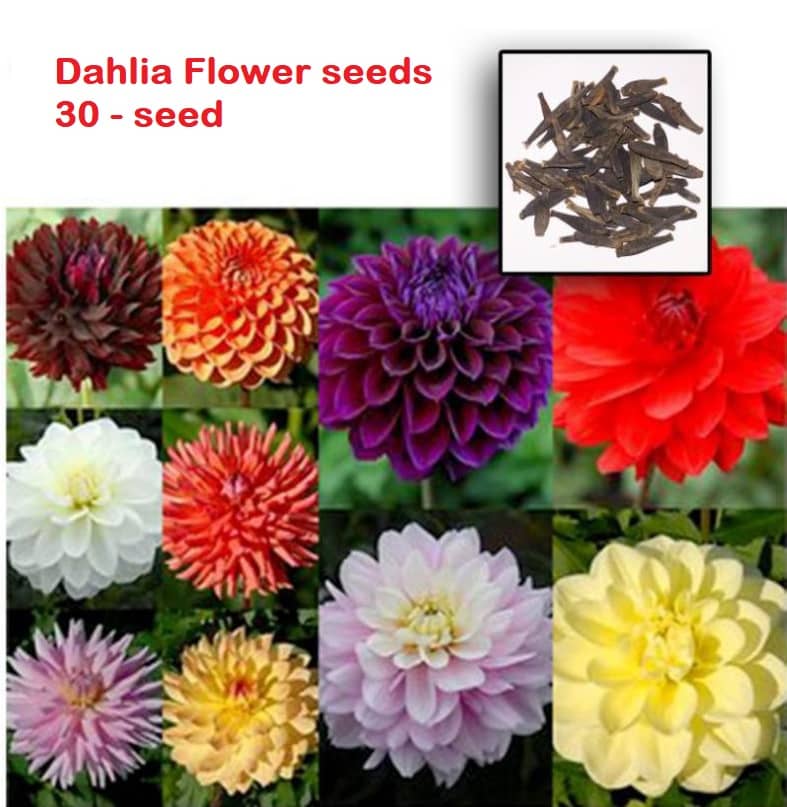 Long Lasting Flower Dahlia-Bambino Mixed - 30 seed - Home Garden Plant Seeds + cocopeat soil free