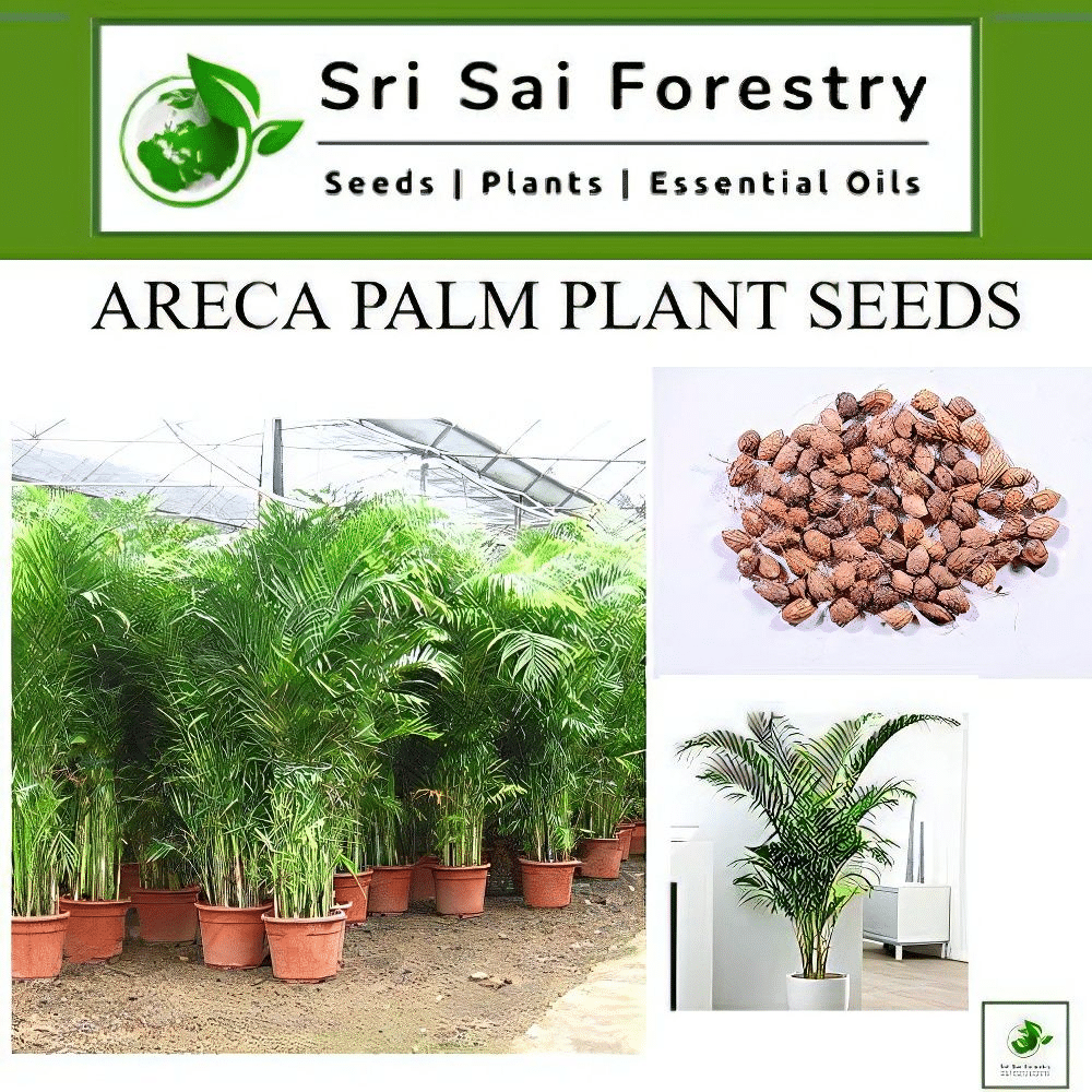     			SRI SAI FORESTRY Areca Palm Indoor & Outdoor House Plants Pack of 100 Seeds for Home Garden, Balcony, Apartment Terrace