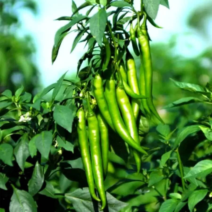 Chilli Jwala - Desi Vegetable 50 Seeds
