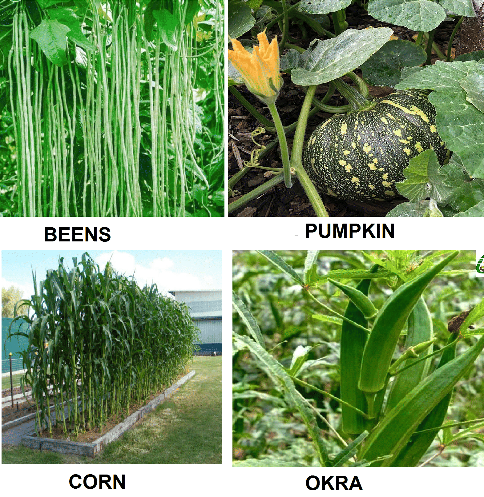     			beans + pumpkin +okra +corn 100+ seeds