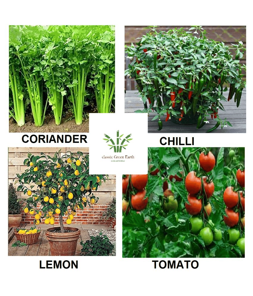     			coriander + lemon +chili + tomato 200+ seeds with cocopeat