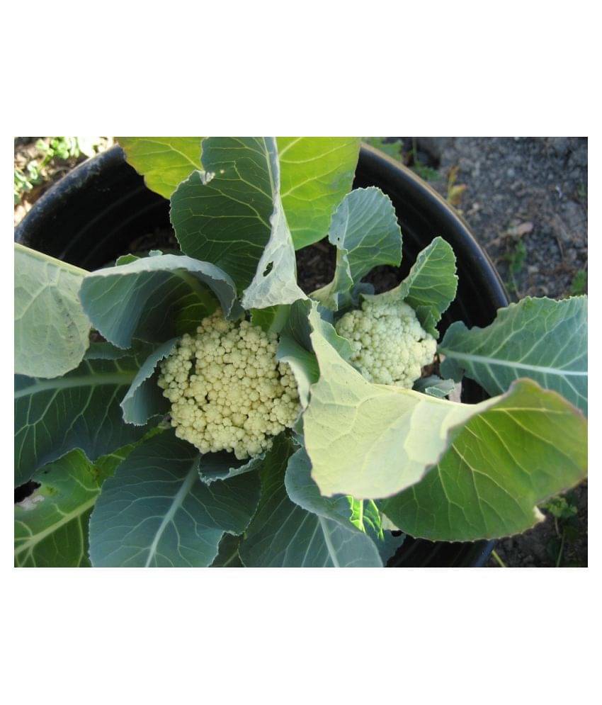     			Organic Desi Cauliflower Super Snowball Seeds - (20 Seeds) with cocopeato