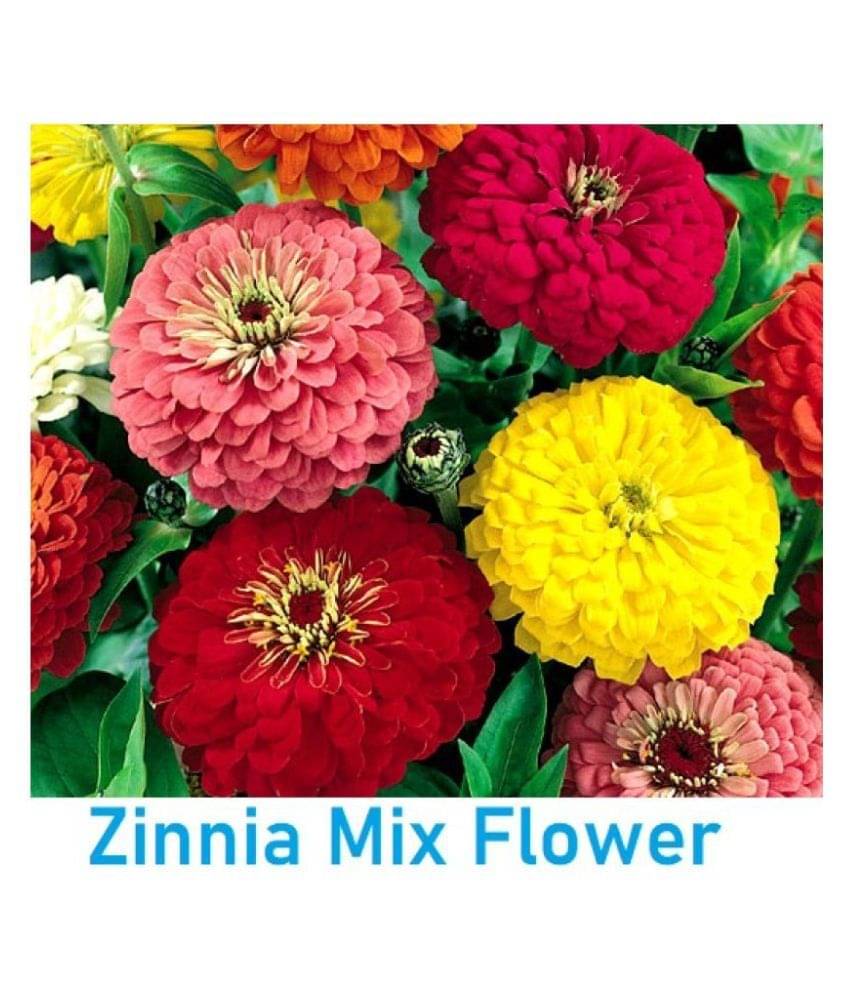 ZINNIA FLOWER MIX COLOR SEED ( 25 SEEDS ) ZINNIA FLOWER MIX COLOR SEED ( 25 SEEDS )