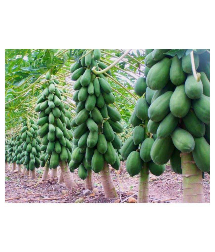     			Dwarf Variety papaya Hybrid Seed-1 Pack Of 50 Seeds