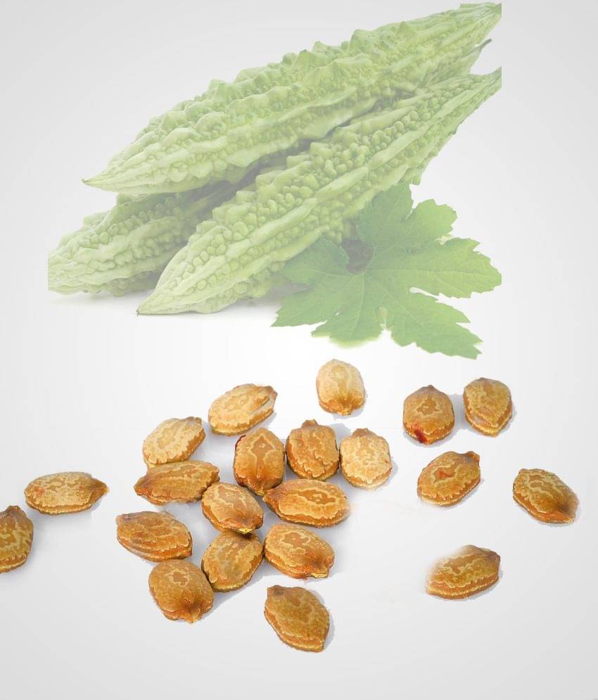 High Yield Bitter Gourd Hybrid Seeds | Pack of 20 Seeds High Yield Bitter Gourd Hybrid Seeds | Pack of 20 Seeds