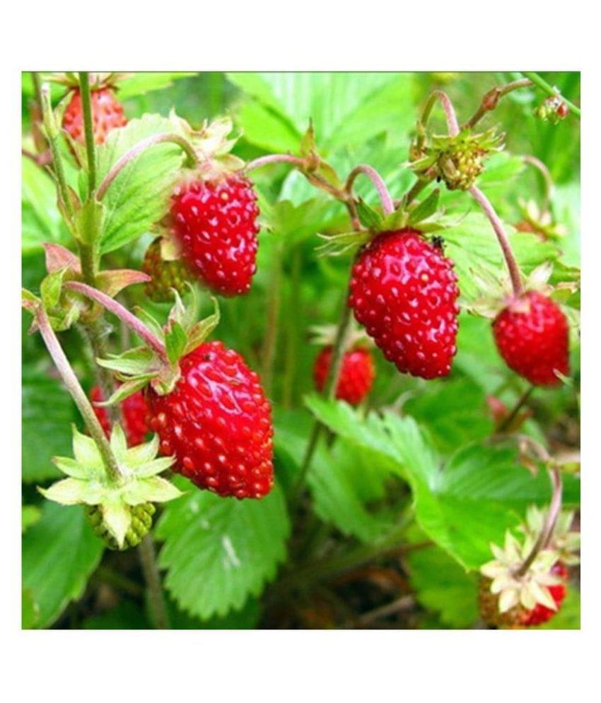     			Strawberry Alpine Fragaria Variety seed (20 Seeds)