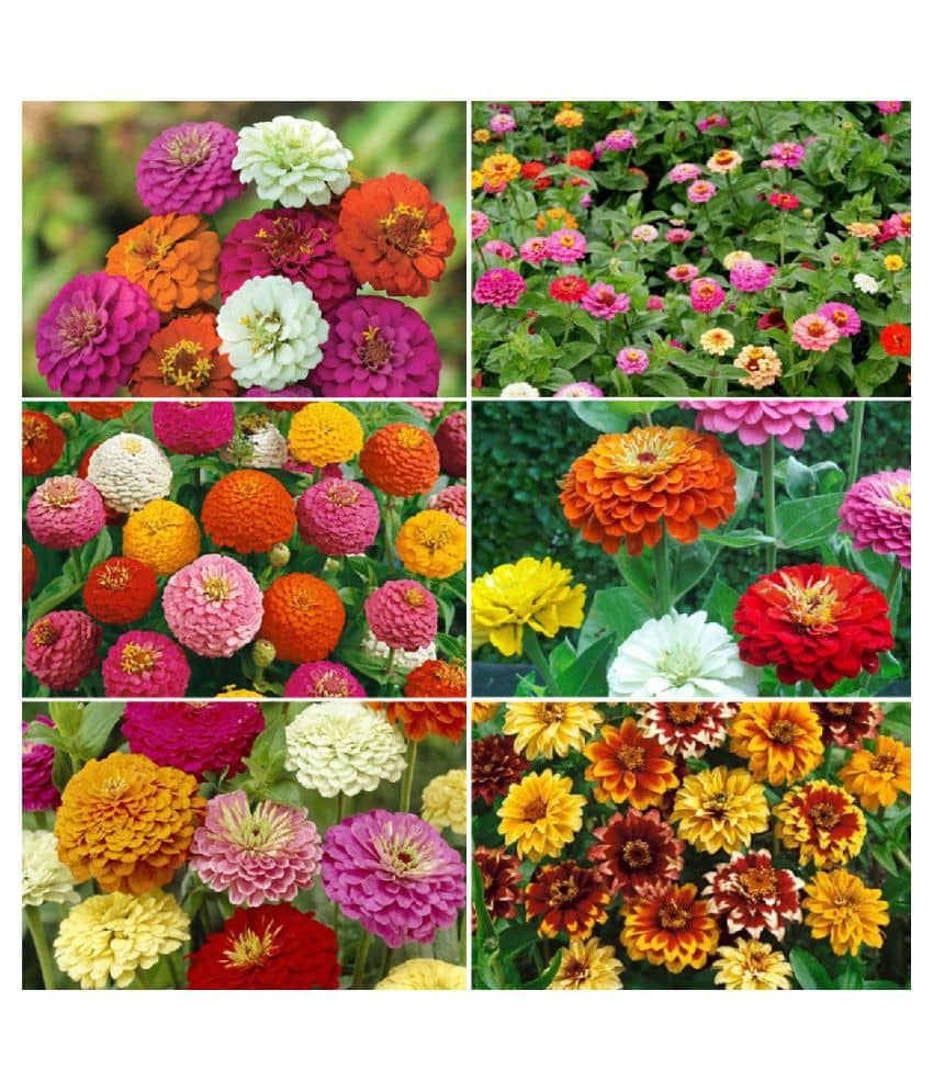 Zinnia Double Mix Flower Seeds (Multicolour, Pack of 25 )